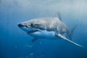 Great White Shark Diet: Understanding The Predator’s Menu